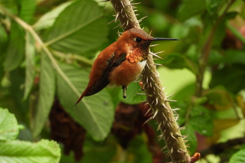 hummingbird on thistle
