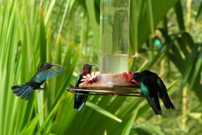 4 hummingbirds eating from feeder