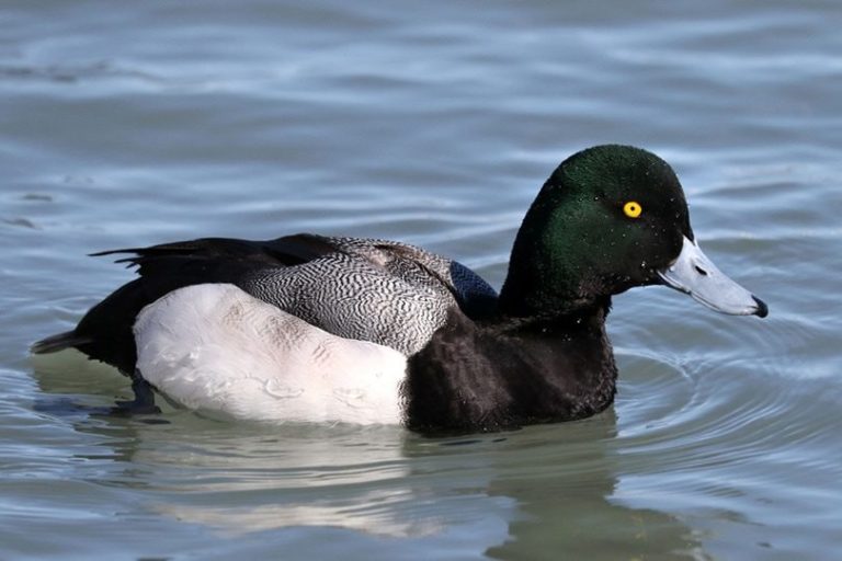 35 Breeds of Ducks in Maine (With Pictures) Optics Mag