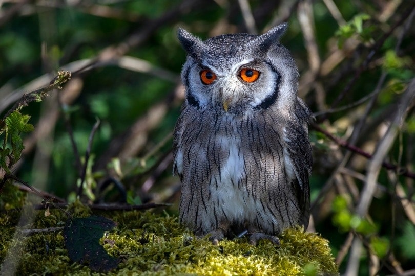 northern white face owl in bush