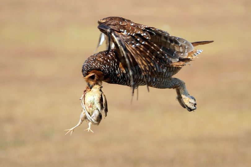 owl flying with small chicken 
