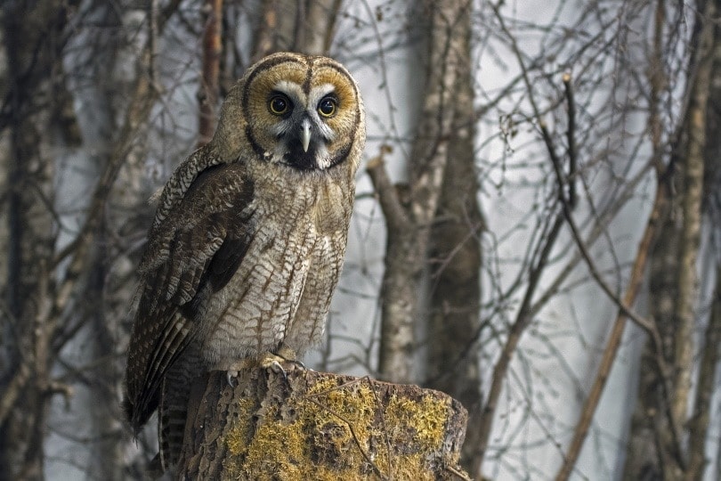 Owl In Wild Georg Wietschorke Pixabay 1008894 