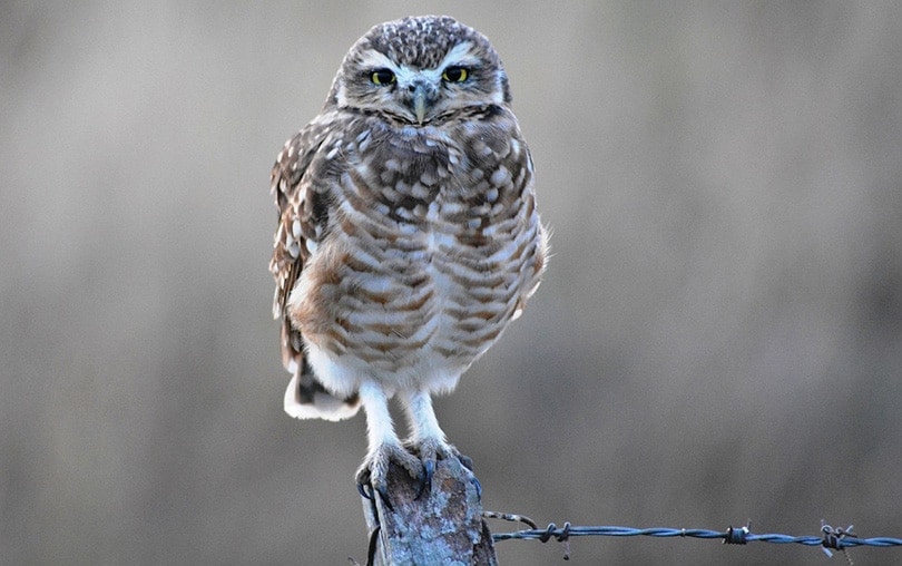 owl standing on fence post