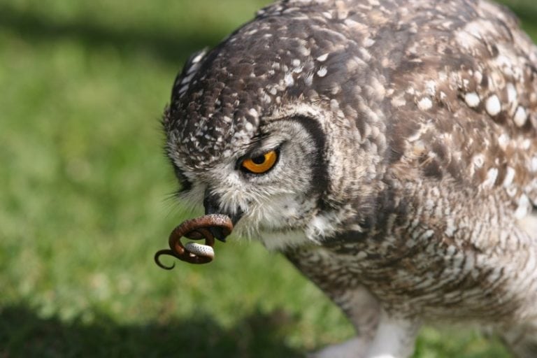 Do Owls Eat Snakes? What You Need to Know! Optics Mag
