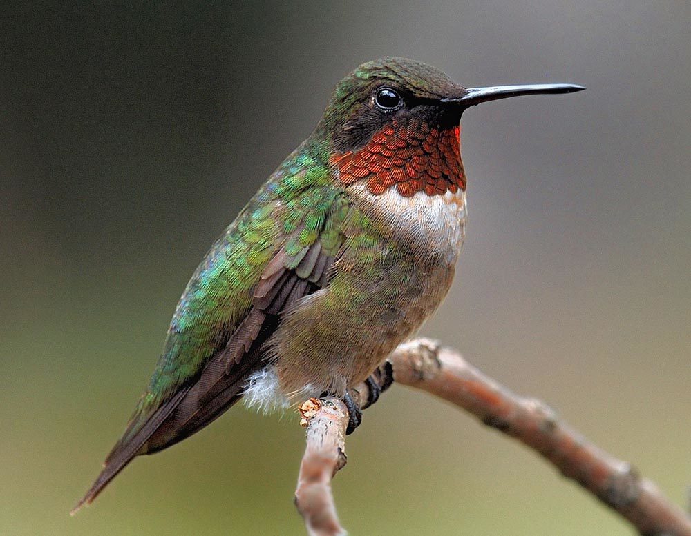 perched green hummingbird close up