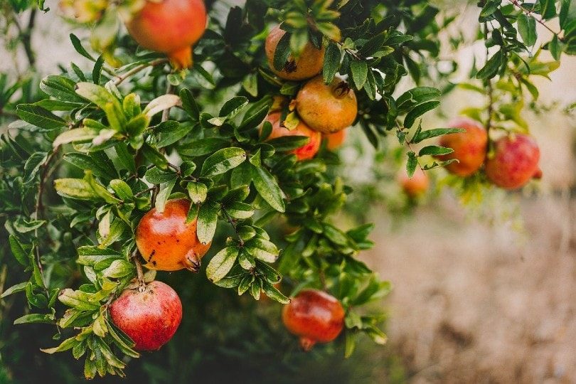 pomegranate fruit tree