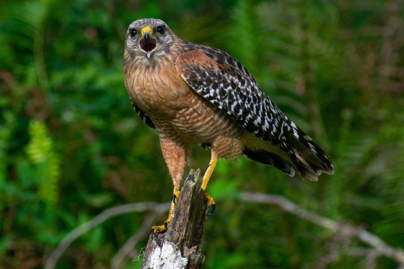red shouldered hawk screeching on tree