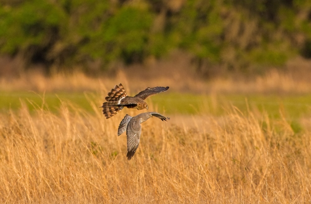 northern harrier hawks flying over marsh