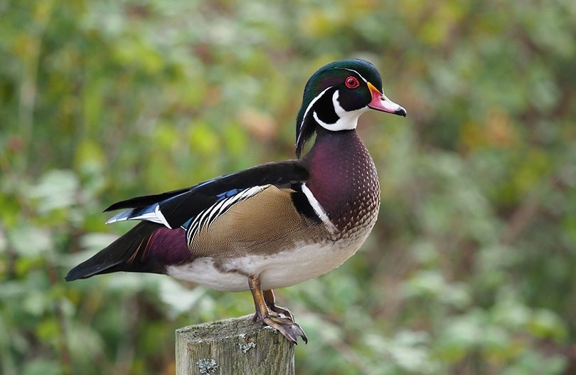 wood duck from the side