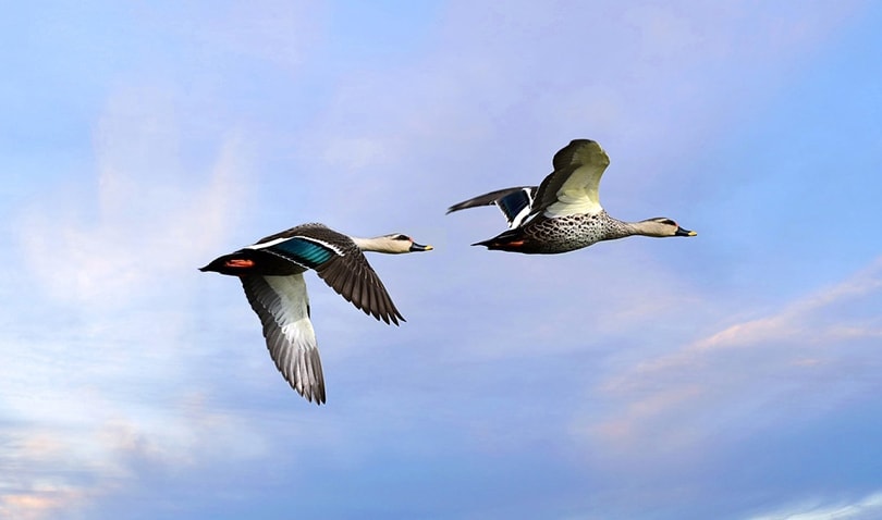 spot billed ducks migrating