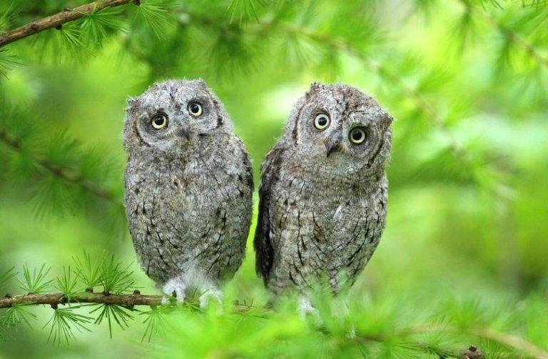 Why Do Owls Hoot? 4 Reasons for This Behavior Optics Mag