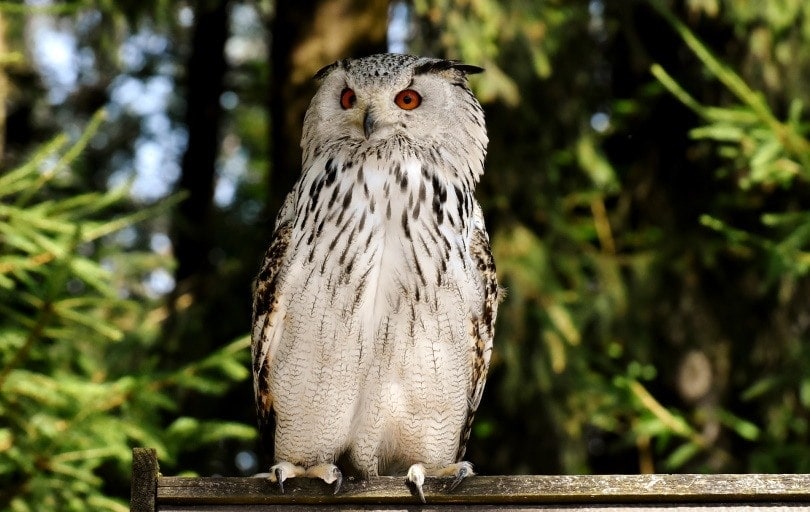 white owl on perch in woods