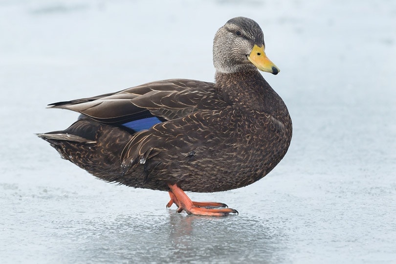 20 Types of Ducks in Illinois (with Pictures) Optics Mag