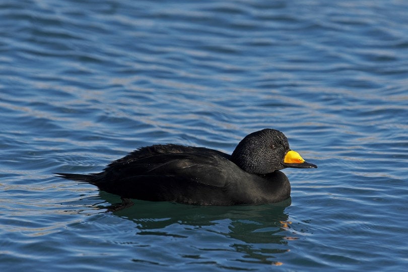 black scoter swimming in the ocean