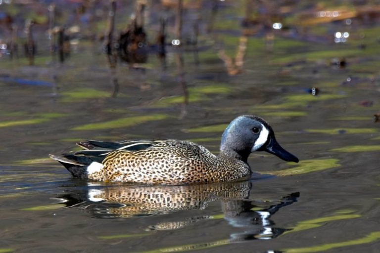35 Breeds of Ducks in Maine (With Pictures) Optics Mag