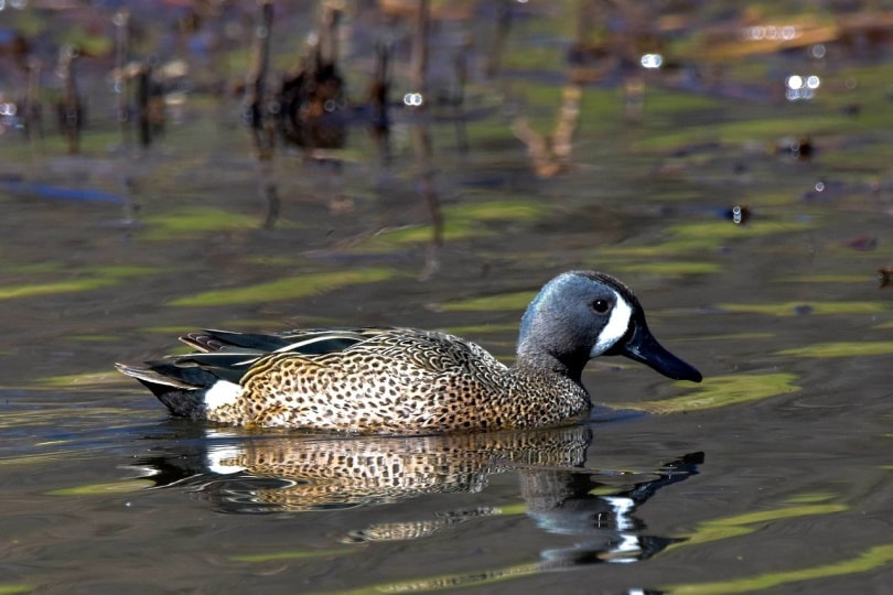 35 Breeds of Ducks in Maine (With Pictures) Optics Mag