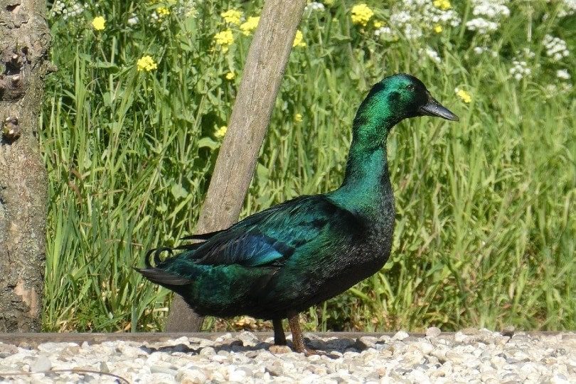26 Types of Ducks in Wisconsin (With Pictures) Optics Mag