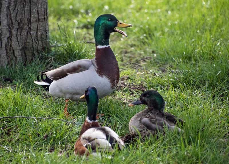 Rouen Duck vs. Mallard What’s the Difference? Optics Mag