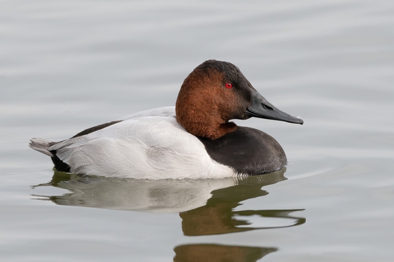 a-male-canvasback-duck-on-the-river_jim-beers_shutterstock-1664994-2800865