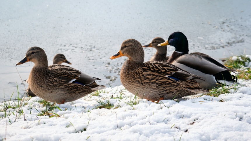 mallard-ducks-in-snow_jahor-shutterstock-1014155-2444255