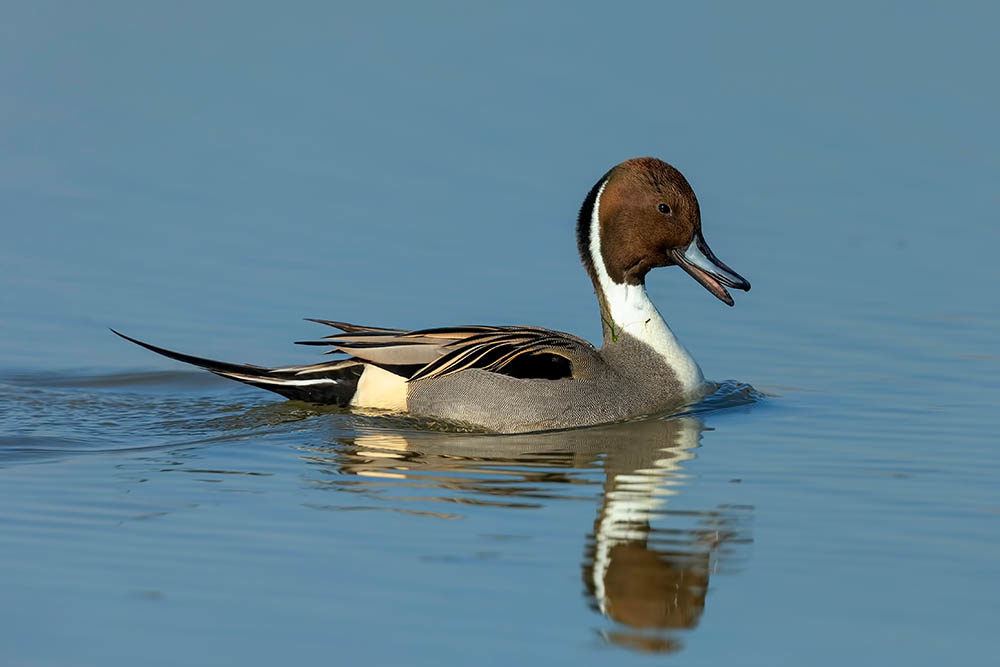 northern pintail duck on the water