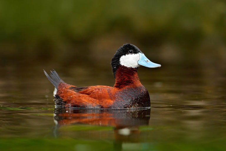 35 Breeds of Ducks in Maine (With Pictures) Optics Mag