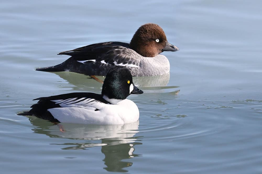 10 Breeds of Ducks in Pennsylvania (With Pictures) - Optics Mag