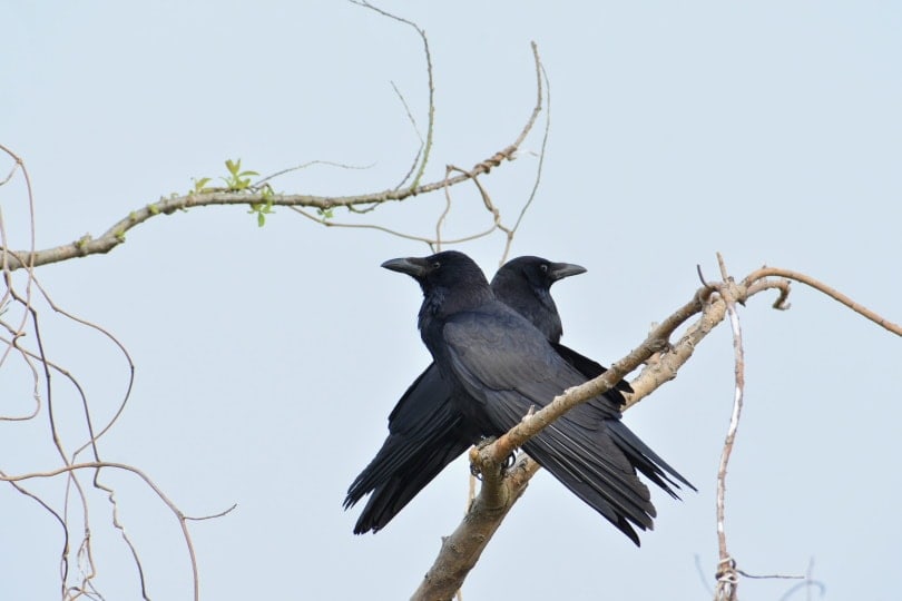 two crows perching