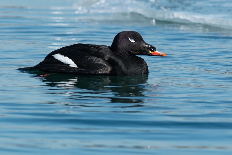 A Male White Winged Scoter swimming in the open water
