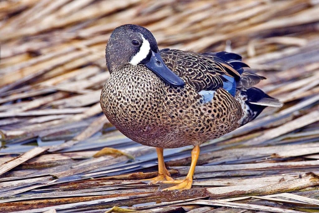 20 Types of Ducks in Illinois (with Pictures) Optics Mag