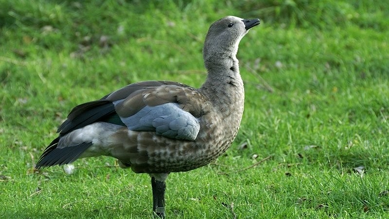 Blue winged Goose cyanochen cyanopterus
