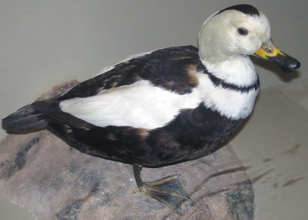 camptorhynchus-lCamptorhynchus labradorius Labrador duck abradorius-labrador-duck-8365390008_james-st-john_wikimedia-commons-cc-2-0-generic-9747593-3939950