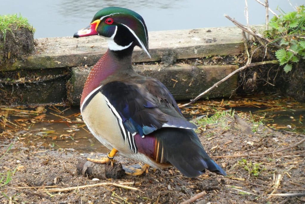 Carolina Duck