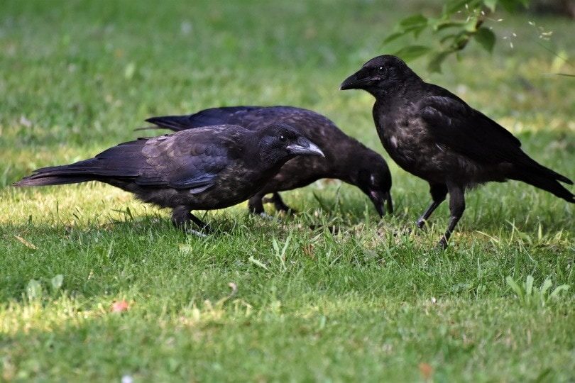 crows-and-ravens