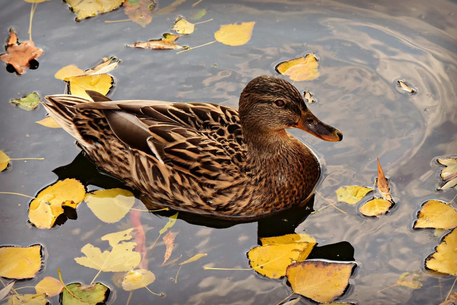 10 Breeds of Ducks in Pennsylvania (With Pictures) - Optics Mag