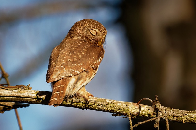 Eurasian Pygmy-Owl