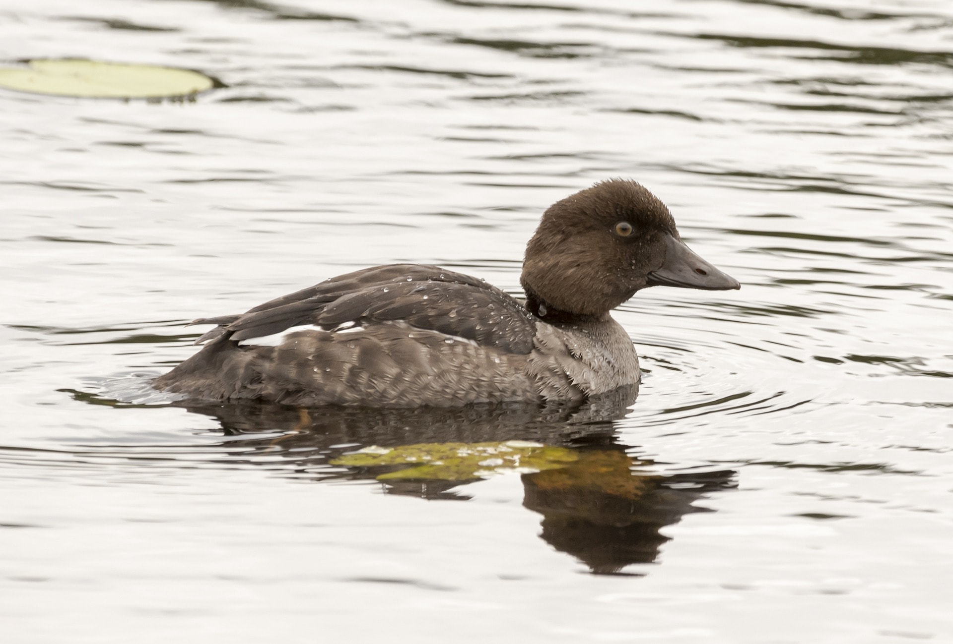 goldeneye_pixabay-1243078-7023686