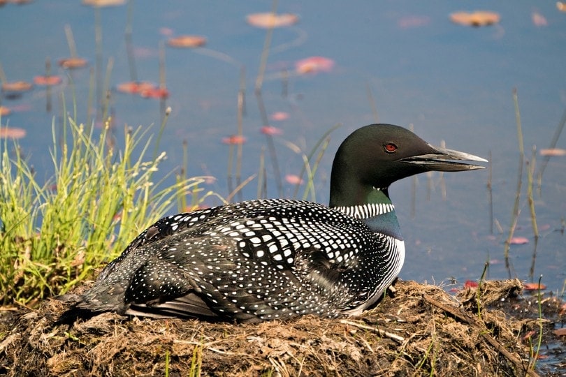 Can Loons Fly? Do They Stay on Water? Optics Mag