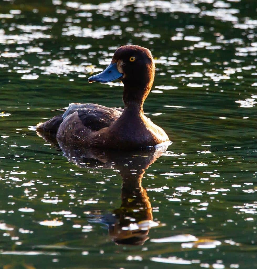 greater scaup