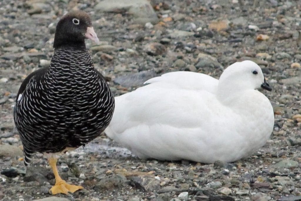 Kelp Goose