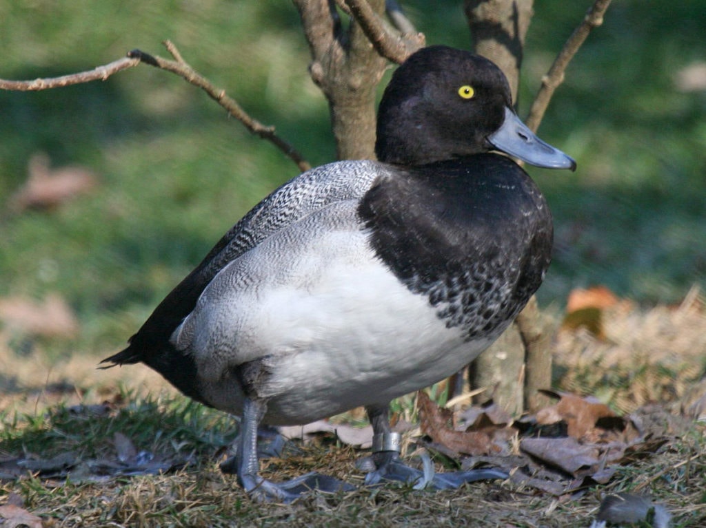 lesser scaup male