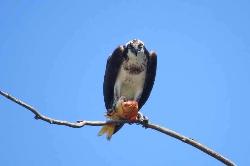 Osprey Hawk with the catch of the day
