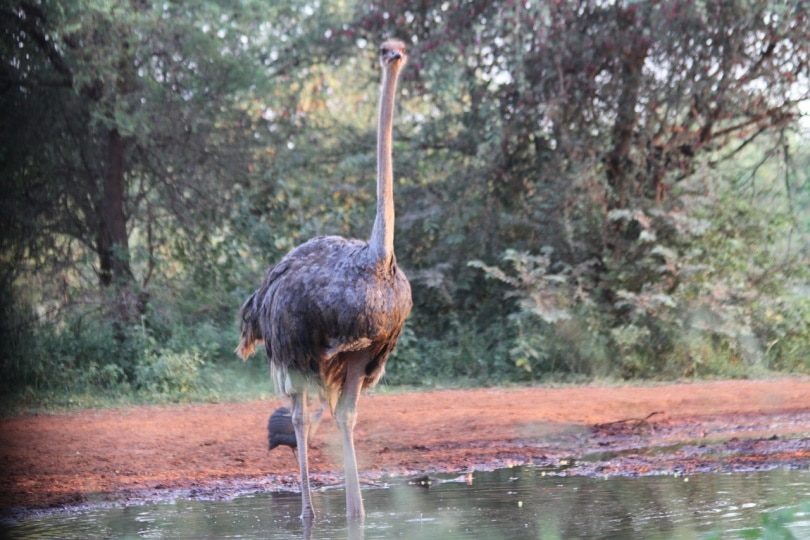 Ostrich about to go for a swim
