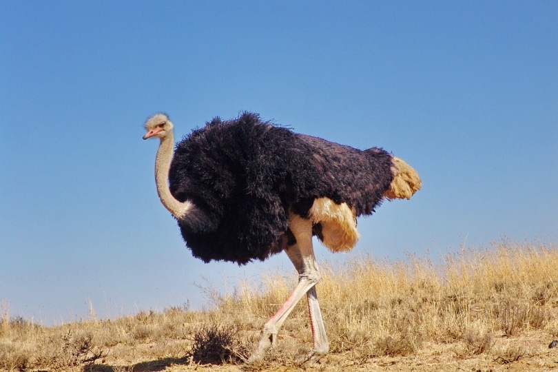 Is an Ostrich a Bird or a Mammal? - Optics Mag