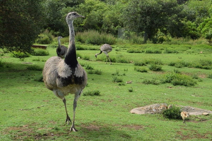 ostriches in a grassy field