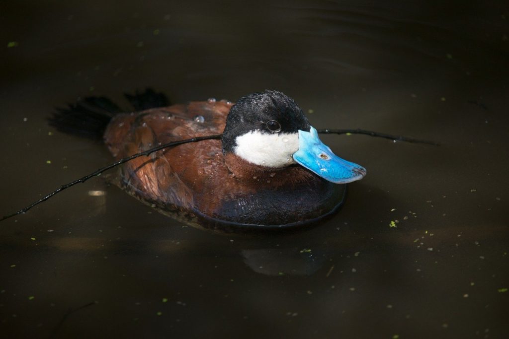 blue billed ruddy duck in water