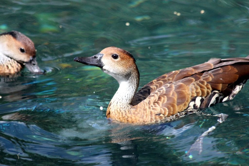 whistling duck