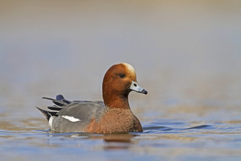 35 Breeds of Ducks in Maine (With Pictures) Optics Mag