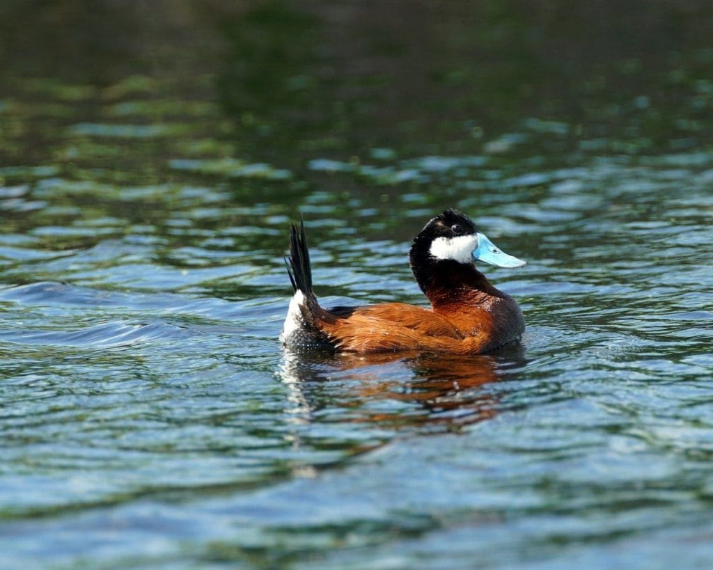 A Ruddy duck on a river