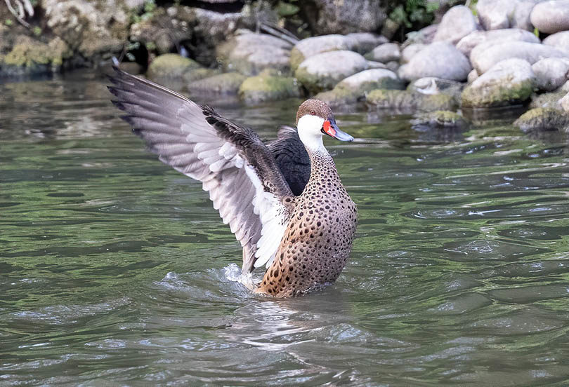 a White Cheeked Pintail duck on river spreading its wings
